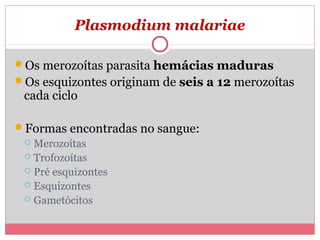 Plasmodium malariae
Os merozoítas parasita hemácias maduras
Os esquizontes originam de seis a 12 merozoítas

cada ciclo

Formas encontradas no sangue:

Merozoítas
 Trofozoítas
 Pré esquizontes
 Esquizontes
 Gametócitos


 