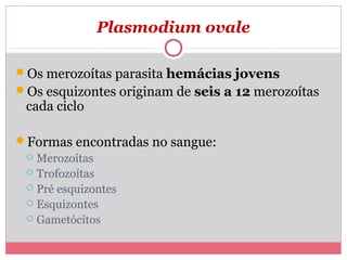 Plasmodium ovale
Os merozoítas parasita hemácias jovens
Os esquizontes originam de seis a 12 merozoítas

cada ciclo

Formas encontradas no sangue:

Merozoítas
 Trofozoítas
 Pré esquizontes
 Esquizontes
 Gametócitos


 