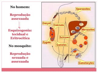 No homem:
Reprodução
assexuada
Esquizogonia:
tecidual e
Eritrocítica
No mosquito:
Reprodução
sexuada e
assexuada

 