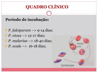 QUADRO CLÍNICO
Período de incubação:
 P. falciparum –> 9-14 dias;
 P. vivax –> 12-17 dias;
 P. malariae –> 18-40 dias;
 P. ovale –> 16-18 dias;

 