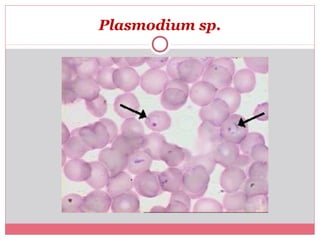 Plasmodium sp.

 