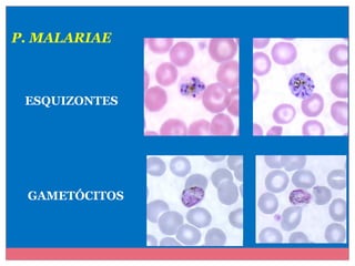 P. MALARIAE

ESQUIZONTES

GAMETÓCITOS

 