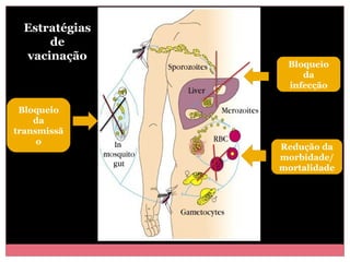 Estratégias
de
vacinação

Bloqueio
da
transmissã
o

Bloqueio
da
infecção

Redução da
morbidade/
mortalidade

 
