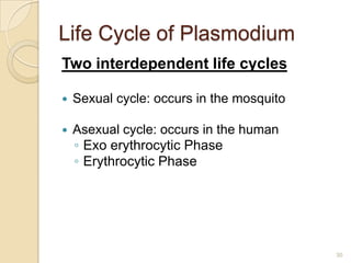 Life Cycle of Plasmodium
Two interdependent life cycles


Sexual cycle: occurs in the mosquito



Asexual cycle: occurs in the human
◦ Exo erythrocytic Phase
◦ Erythrocytic Phase

30

 