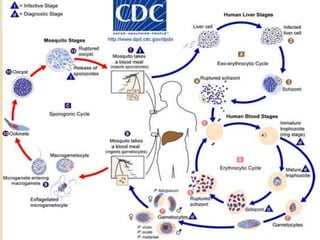 Life Cycle of Plasmodium

31

 