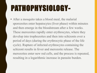 PATHOPHYSIOLOGY-
• After a mosquito takes a blood meal, the malarial
sporozoites enter hepatocytes (liver phase) within minutes
and then emerge in the bloodstream after a few weeks.
These merozoites rapidly enter erythrocytes, where they
develop into trophozoites and then into schizonts over a
period of days (during the erythrocytic phase of the life
cycle). Rupture of infected erythrocytes containing the
schizont results in fever and merozoite release. The
merozoites enter new red cells, and the process is repeated,
resulting in a logarithmic increase in parasite burden.
 