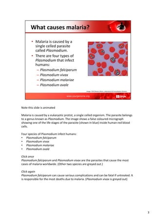 Note this slide is animated
Malaria is caused by a eukaryotic protist, a single celled organism. The parasite belongs
to a genus known as Plasmodium. The image shows a false coloured micrograph
showing one of the life stages of the parasite (shown in blue) inside human red blood
cells.
Four species of Plasmodium infect humans:
• Plasmodium falciparum
• Plasmodium vivax
• Plasmodium malariae
• Plasmodium ovale
Click once
Plasmodium falciparum and Plasmodium vivax are the parasites that cause the most
cases of malaria worldwide. (Other two species are greyed out.)
Click again
Plasmodium falciparum can cause serious complications and can be fatal if untreated. It
is responsible for the most deaths due to malaria. (Plasmodium vivax is greyed out)
3
 