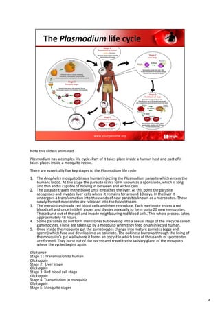 Note this slide is animated
Plasmodium has a complex life cycle. Part of it takes place inside a human host and part of it
takes places inside a mosquito vector.
There are essentially five key stages to the Plasmodium life cycle:
1. The Anopheles mosquito bites a human injecting the Plasmodium parasite which enters the
humans blood. At this stage the parasite is in a form known as a sporozoite, which is long
and thin and is capable of moving in between and within cells.
2. The parasite travels in the blood until it reaches the liver. At this point the parasite
recognises and invades liver cells where it remains for around 10 days. In the liver it
undergoes a transformation into thousands of new parasites known as a merozoites. These
newly formed merozoites are released into the bloodstream.
3. The merozoites invade red blood cells and then reproduce. Each merozoite enters a red
blood cell and once inside it grows and divides asexually to form up to 20 new merozoites.
These burst out of the cell and invade neighbouring red blood cells. This whole process takes
approximately 48 hours.
4. Some parasites do not form merozoites but develop into a sexual stage of the lifecycle called
gametocytes. These are taken up by a mosquito when they feed on an infected human.
5. Once inside the mosquito gut the gametocytes change into mature gametes (eggs and
sperm) which fuse and develop into an ookinete. The ookinete burrows through the lining of
the mosquito’s gut wall where it forms an oocyst in which tens of thousands of sporozoites
are formed. They burst out of the oocyst and travel to the salivary gland of the mosquito
where the cycles begins again.
Click once
Stage 1 : Transmission to human
Click again
Stage 2: Liver stage
Click again
Stage 3: Red blood cell stage
Click again
Stage 4: Transmission to mosquito
Click again
Stage 5: Mosquito stages
4
 