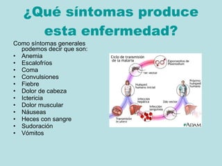 ¿Qué síntomas produce esta enfermedad? Como síntomas generales podemos decir que son: Anemia  Escalofríos  Coma  Convulsiones  Fiebre  Dolor de cabeza  Ictericia  Dolor muscular  Náuseas  Heces con sangre  Sudoración  Vómitos 