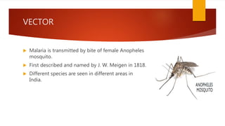 VECTOR
 Malaria is transmitted by bite of female Anopheles
mosquito.
 First described and named by J. W. Meigen in 1818.
 Different species are seen in different areas in
India.
 