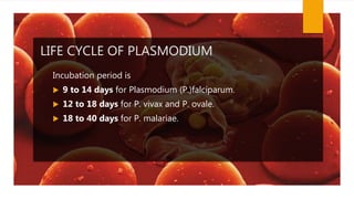 LIFE CYCLE OF PLASMODIUM
Incubation period is
 9 to 14 days for Plasmodium (P.)falciparum.
 12 to 18 days for P. vivax and P. ovale.
 18 to 40 days for P. malariae.
 