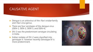 CAUSATIVE AGENT
 Dengue is an arbovirus of the Flavi viridae family
and Flavi virus genus.
 There are four serotypes of the dengue virus
(DEN-1, DEN-2, DEN-3, and DEN-4).
 DV-2 was the predominant serotype circulating
in India.
 Indian isolates of DV-2 were classified into
genotype-V. however recently Genotype IV is
more predominant.
 