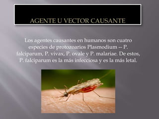 Los agentes causantes en humanos son cuatro
especies de protozoarios Plasmodium -- P.
falciparum, P. vivax, P. ovale y P. malariae. De estos,
P. falciparum es la más infecciosa y es la más letal.
 