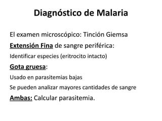 Diagnóstico de Malaria El examen microscópico: Tinción Giemsa  Extensión Fina  de sangre periférica: Identificar especies (eritrocito intacto) Gota gruesa :  Usado en parasitemias bajas Se pueden analizar mayores cantidades de sangre Ambas:  Calcular parasitemia. 
