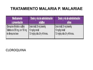 TRATAMIENTO MALARIA P. MALARIAE CLOROQUINA 