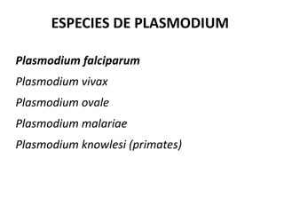 ESPECIES DE PLASMODIUM   Plasmodium falciparum Plasmodium vivax Plasmodium ovale Plasmodium malariae Plasmodium knowlesi (primates) 