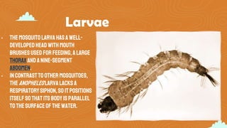 Larvae
• Themosquitolarvahasawell-
developedheadwith mouth
brushesused forfeeding,alarge
thoraxandanine-segment
abdomen.
• Incontrasttoothermosquitoes,
theAnopheleslarvalacksa
respiratorysiphon,soitpositions
itselfsothatits bodyis parallel
tothesurfaceofthewater.
 