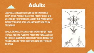 Adults
• Anopheles mosquitoescanbedistinguished
fromothermosquitoes bythepalps,whichare
aslong astheproboscis,andbythepresenceof
discreteblocks ofblackandwhite scaleson
the wings.
• AdultAnopheles canalsobeidentified bytheir
typicalrestingposition:malesandfemalesrest
with their abdomensstickingupin theair rather
thanparalleltothe surfaceon whichtheyare
resting.
 
