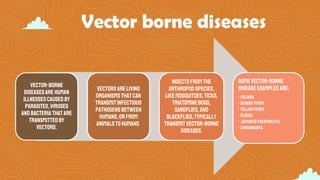 Vector borne diseases
Vector-borne
diseasesare human
illnessescausedby
parasites,viruses
andbacteriathatare
transmittedby
vectors.
Vectorsareliving
organismsthatcan
transmitinfectious
pathogensbetween
humans,orfrom
animalsto humans.
Insectsfrom the
arthropod species,
likemosquitoes,ticks,
triatominebugs,
sandflies,and
blackflies,typically
transmitvector-borne
diseases.
Somevector-borne
diseaseexamples are:
• Malaria
• Denguefever
• Yellowfever
• Plague
• Japaneseencephalitis
• Chikungunya
 