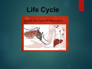 Life Cycle
 