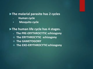 The malarial parasite has 2 cycles
 Human cycle
 Mosquito cycle
The human life cycle has 4 stages.
 The PRE-ERYTHROCYTIC schizogony
 The ERYTHROCYTIC schizogony
 The GAMETOGONY
 The EXO-ERYTHROCYTICschizogony
 