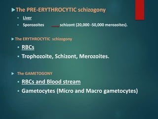 The PRE-ERYTHROCYTIC schizogony
 Liver
 Sporozoites schizont (20,000 -50,000 merozoites).
 The ERYTHROCYTIC schizogony
 RBCs
 Trophozoite, Schizont, Merozoites.
 The GAMETOGONY
 RBCs and Blood stream
 Gametocytes (Micro and Macro gametocytes)
 