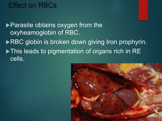 Effect on RBCs
Parasite obtains oxygen from the
oxyheamoglobin of RBC.
RBC globin is broken down giving Iron prophyrin.
This leads to pigmentation of organs rich in RE
cells.
 