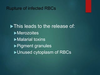 Rupture of infected RBCs
This leads to the release of:
Merozoites
Malarial toxins
Pigment granules
Unused cytoplasm of RBCs
 