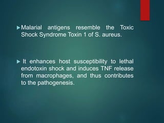 Malarial antigens resemble the Toxic
Shock Syndrome Toxin 1 of S. aureus.
 It enhances host susceptibility to lethal
endotoxin shock and induces TNF release
from macrophages, and thus contributes
to the pathogenesis.
 