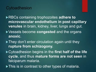 Cytoadhesion
RBCs containing trophozoites adhere to
microvascular endothelium in post capillary
venules in brain, kidney, liver, lungs and gut.
Vessels become congested and the organs
anoxic.
They don’t enter circulation again until they
rupture from schizogony.
Cytoadhesion begins in the first half of the life
cycle, and thus mature forms are not seen in
falciparum malaria.
This is in contrast to other types of malaria.
 