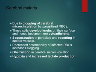 Cerebral malaria
 Due to clogging of cerebral
microcirculation by parasitized RBCs.
 These cells develop knobs on their surface
and hence become more cytoadherent.
 Sequestration of parasites and rosetting in
deeper vessels.
 Decreased deformability of infected RBCs
increases clogging.
 Obstruction in cerebral microcirculation
 Hypoxia and increased lactate production.
 