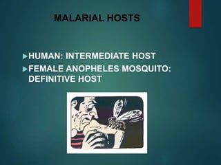 MALARIAL HOSTS
HUMAN: INTERMEDIATE HOST
FEMALE ANOPHELES MOSQUITO:
DEFINITIVE HOST
 