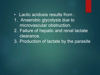 • Lactic acidosis results from :
1. Anaerobic glycolysis due to
microvascular obstruction.
2. Failure of hepatic and renal lactate
clearance.
3. Production of lactate by the parasite
 