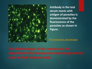 The disadvantages of this method are the
requirement of a fluorescence microscope and the
need for high technical skills.
Fluorescence microscopy
Antibody in the test
serum reacts with
antigen of parasites is
demonstrated by the
fluorescence of the
parasites as shown in
Figure.
 