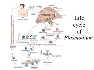 Life
cycle
of
Plasmodium
 