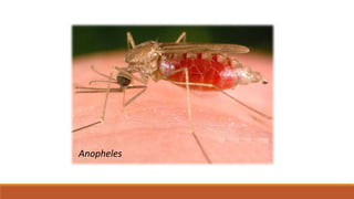 Anopheles
 