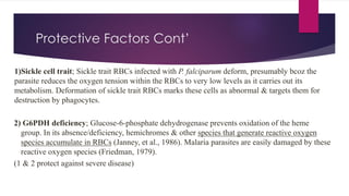 Protective Factors Cont’
1)Sickle cell trait; Sickle trait RBCs infected with P. falciparum deform, presumably bcoz the
parasite reduces the oxygen tension within the RBCs to very low levels as it carries out its
metabolism. Deformation of sickle trait RBCs marks these cells as abnormal & targets them for
destruction by phagocytes.
2) G6PDH deficiency; Glucose-6-phosphate dehydrogenase prevents oxidation of the heme
group. In its absence/deficiency, hemichromes & other species that generate reactive oxygen
species accumulate in RBCs (Janney, et al., 1986). Malaria parasites are easily damaged by these
reactive oxygen species (Friedman, 1979).
(1 & 2 protect against severe disease)