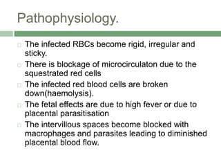 Pathophysiology.
 The infected RBCs become rigid, irregular and
sticky.
 There is blockage of microcirculaton due to the
squestrated red cells
 The infected red blood cells are broken
down(haemolysis).
 The fetal effects are due to high fever or due to
placental parasitisation
 The intervillous spaces become blocked with
macrophages and parasites leading to diminished
placental blood flow.
 