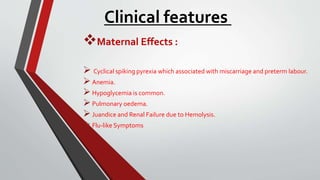 Clinical features
Maternal Effects :
 Cyclical spiking pyrexia which associated with miscarriage and preterm labour.
Anemia.
Hypoglycemia is common.
Pulmonary oedema.
Juandice and Renal Failure due to Hemolysis.
Flu-like Symptoms
 