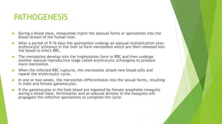 PATHOGENESIS
 During a blood meal, mosquitoes inject the asexual forms or sporozoites into the
blood stream of the human host.
 After a period of 9-16 days the sporozoites undergo an asexual multiplication (exo-
erythrocytic schizony) in the liver to form merozoites which are then released into
the blood to infect RBC.
 The merozoites develop into the trophozoites form in RBC and then undergo
another asexual reproductive stage called erythrocytic schizogony to produce
more merozoites.
 When the infected RBC ruptures, the merozoites attack new blood cells and
repeat the erythrocytic cycle.
 In one or two weeks, the merozoites differentiates into the sexual forms, resulting
in male and female gametocytes.
 If the gametocytes in the host blood are ingested by female anopheles mosquito
during a blood meal, fertilization and an asexual division in the mosquito will
propagate the infective sporozoites to complete the cycle.
 