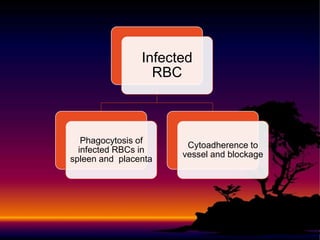 Infected
RBC
Phagocytosis of
infected RBCs in
spleen and placenta
Cytoadherence to
vessel and blockage
 