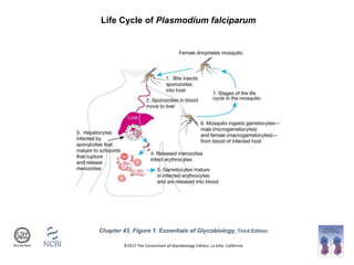 Life Cycle of Plasmodium falciparum
©2017 The Consortium of Glycobiology Editors, La Jolla, California
Chapter 43, Figure 1. Essentials of Glycobiology, Third Edition
Buy the Book
 