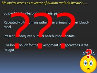 Mosquito serves as a vector of human malaria because……

 Susceptible to infection by malarial parasite.

 Repeatedly bite humans rather than animals for their blood-
 meal.

 Present in adequate number near human habitats.

 Live long enough for the development into sporozoits in the
 midgut
 