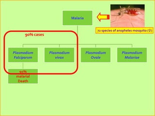 Malaria


                                              72 species of anopheles mosquito (♀)
      90% cases



Plasmodium        Plasmodium             Plasmodium           Plasmodium
Falciparum           vivax                  Ovale               Malariae


  95%
 malarial
 Death
 