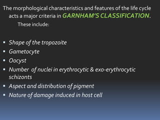 The morphological characteristics and features of the life cycle
  acts a major criteria in GARNHAM’S CLASSIFICATION.
      These include:


 Shape of the tropozoite
 Gametocyte
 Oocyst
 Number of nuclei in erythrocytic & exo-erythrocytic
  schizonts
 Aspect and distribution of pigment
 Nature of damage induced in host cell
 