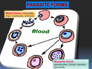 PARASITE FORMS
Blood forms: merozoites,
              Merozoite: invades erythrocytes
rings, trophozoite, schizonts




  Sporozoite     invades mosquito salivary glands and liver cells




                                             Mosquito forms:
         Ookinete invades mosquito gut epithelial cells Oocyst, ookinete,
                                        gametocytes,
                                             sporozoite
 
