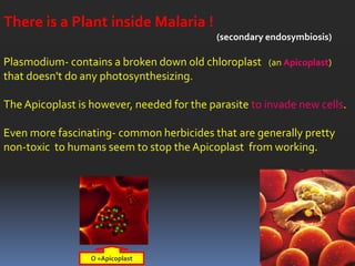 There is a Plant inside Malaria !
                                            (secondary endosymbiosis)

Plasmodium- contains a broken down old chloroplast (an Apicoplast)
that doesn't do any photosynthesizing.

The Apicoplast is however, needed for the parasite to invade new cells.

Even more fascinating- common herbicides that are generally pretty
non-toxic to humans seem to stop the Apicoplast from working.




                  O =Apicoplast
 