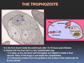 THE TROPHOZOITE




• It is the form found inside the erythrocyte after 10-18 hours post-infection
• It interact with the host cell in a very sophisticated way:
       •1) it takes up the red blood cell hemoglobin and digests it inside a food
       vacuole. Many of the drugs in use target this compartment;
       •2) it transports proteins from the parasite to the surface of the erythrocyte for
       its own benefit.
 