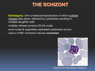 THE SCHIZONT

• Schizogony: form of asexual reproduction in which multiple
  mitoses take place, followed by cytokinesis resulting in
  multiple daughter cells
• multiple mitoses produce 20-24 nuclei
• once nuclei & organelles replicated cytokinesis occurs
• rupture of RBC membrane releases merozoites




                                        Schizont from Plasmodium falciparum
 