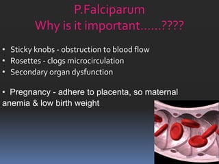 P.Falciparum
         Why is it important……????
• Sticky knobs - obstruction to blood flow
• Rosettes - clogs microcirculation
• Secondary organ dysfunction

• Pregnancy - adhere to placenta, so maternal
anemia & low birth weight
 